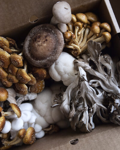 Mushrooms: An indoors project